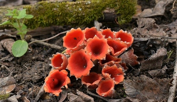 Csoportos csészegomba